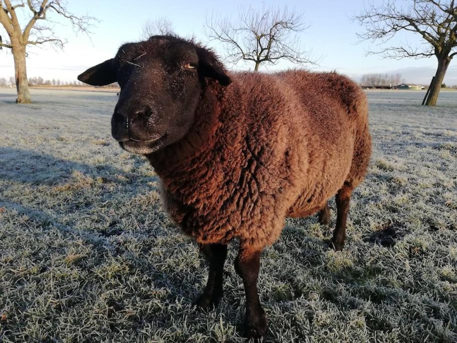 'T Winkeltje - Vakantiehuisje Op Boerderij Huize Blokland Hem 外观 照片